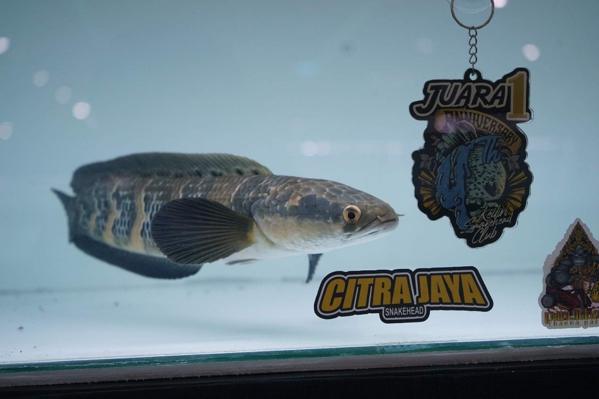 Apa Itu Ikan Channa? Panduan Lengkap untuk Pemula